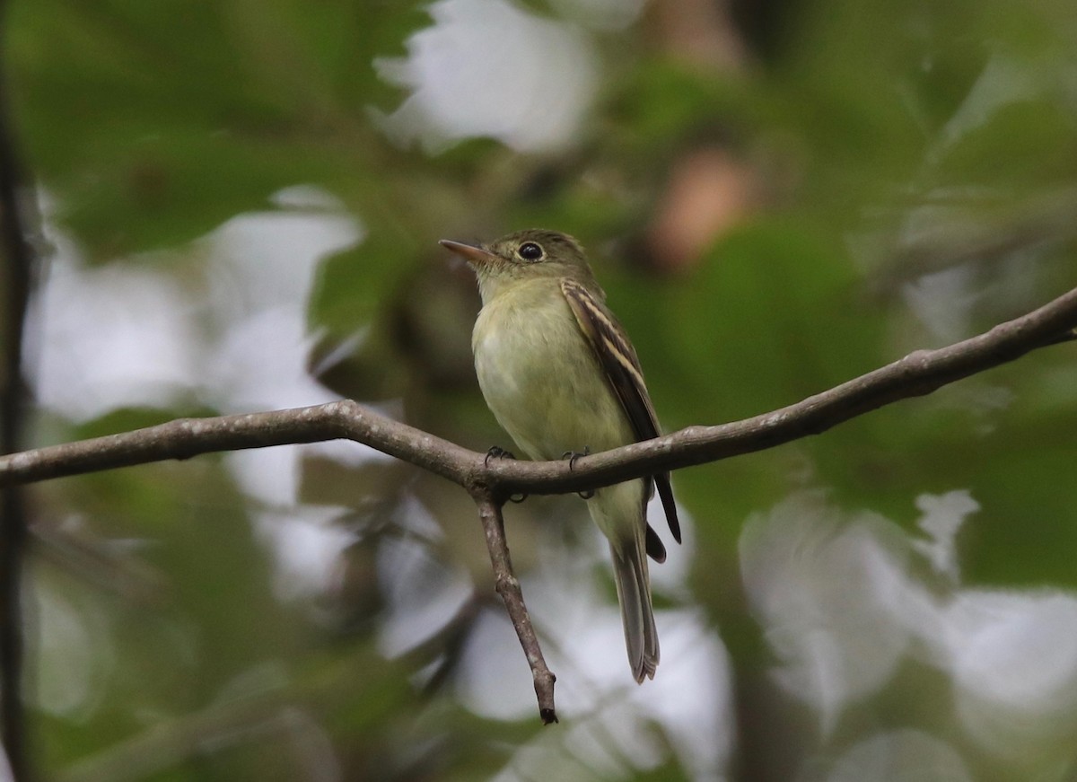 Acadian Flycatcher - Andre Moncrieff