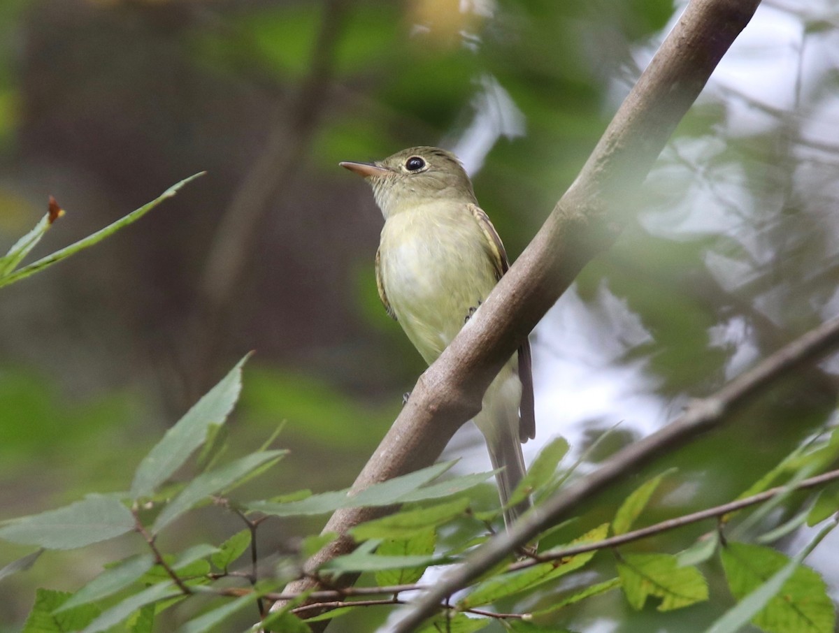 Acadian Flycatcher - Andre Moncrieff