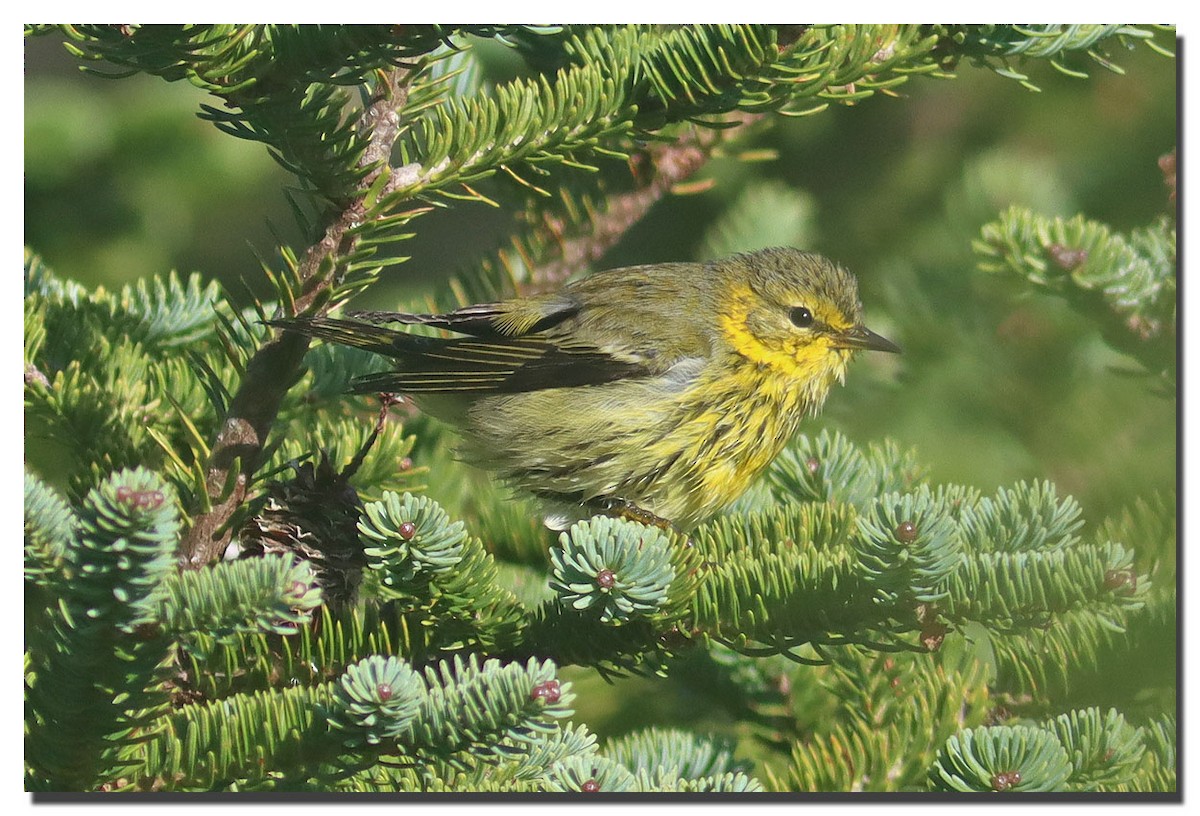 Cape May Warbler - ML264221121