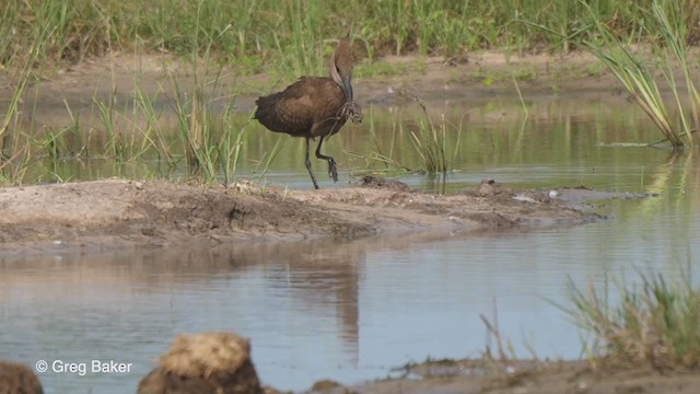 Hamerkop - ML264221191