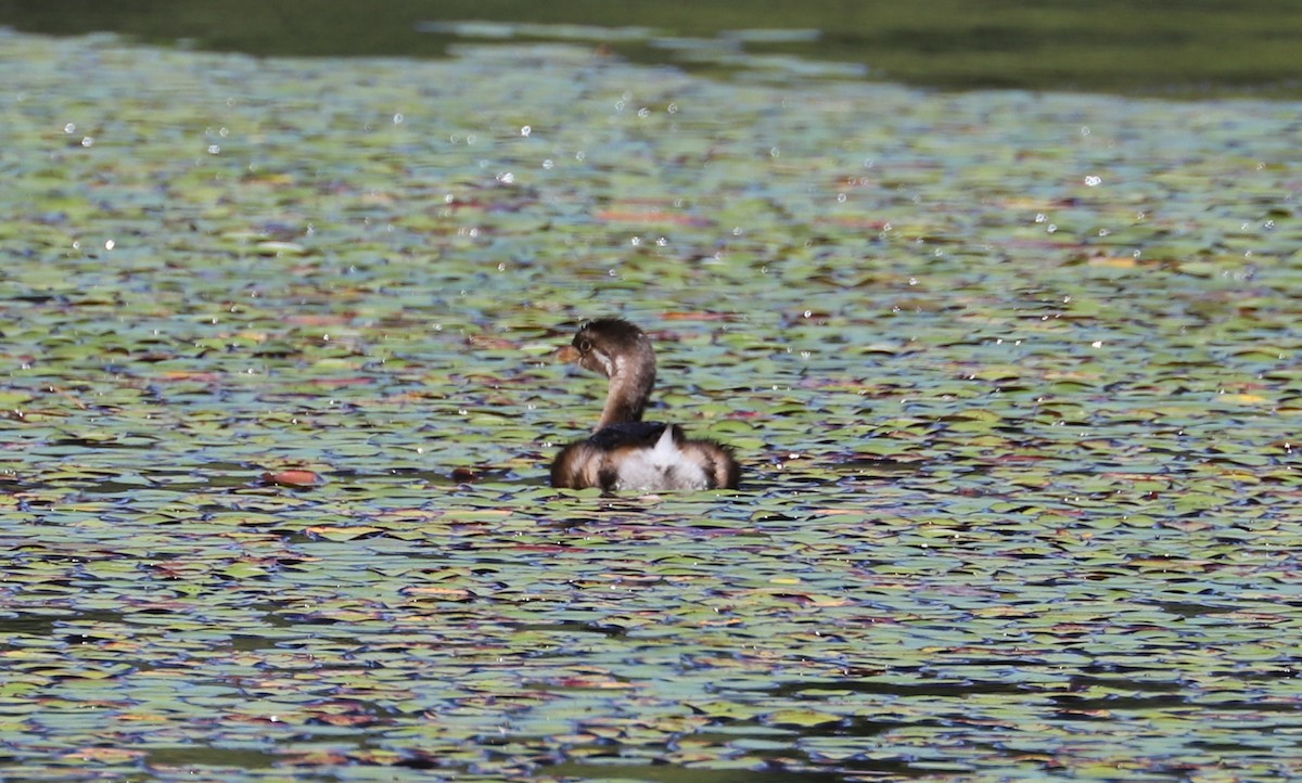 Pied-billed Grebe - Debra Rittelmann