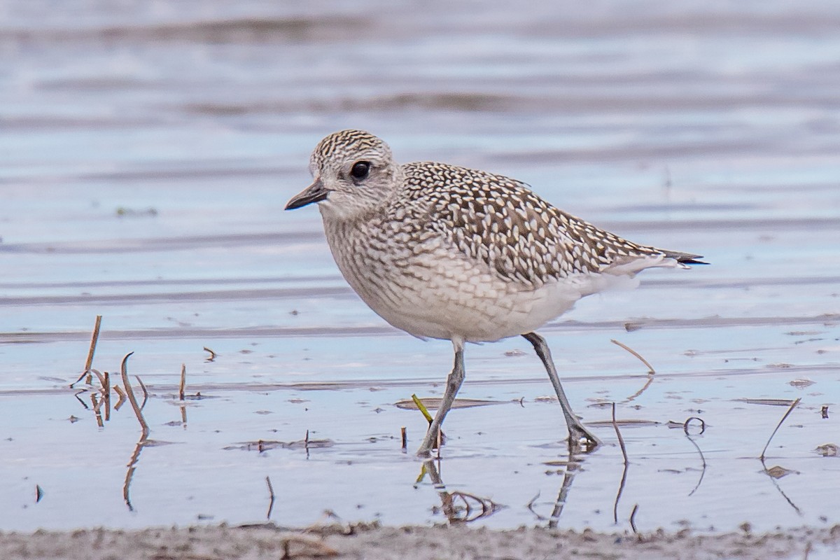 Буурал сүвээ цагаан - ML264222241