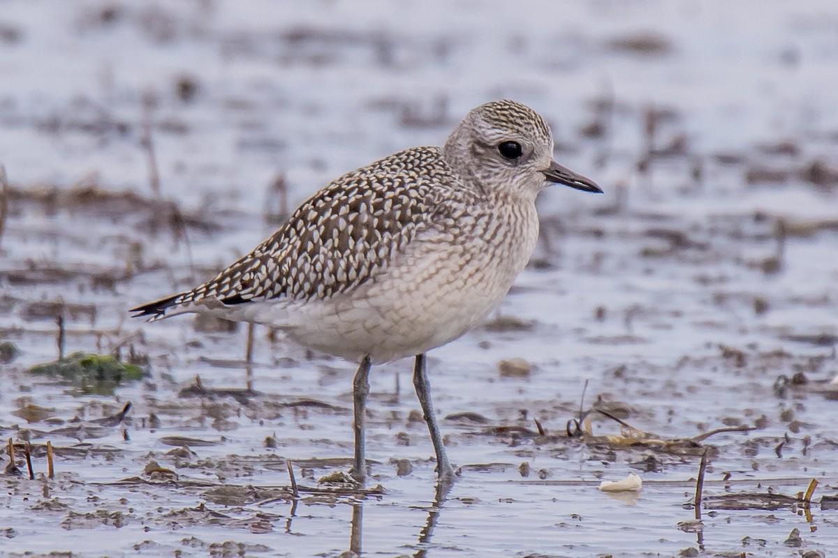 Буурал сүвээ цагаан - ML264222251