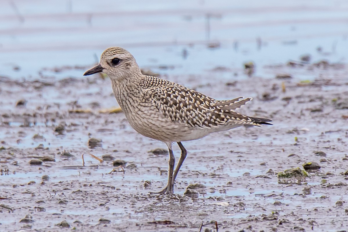 Буурал сүвээ цагаан - ML264222261