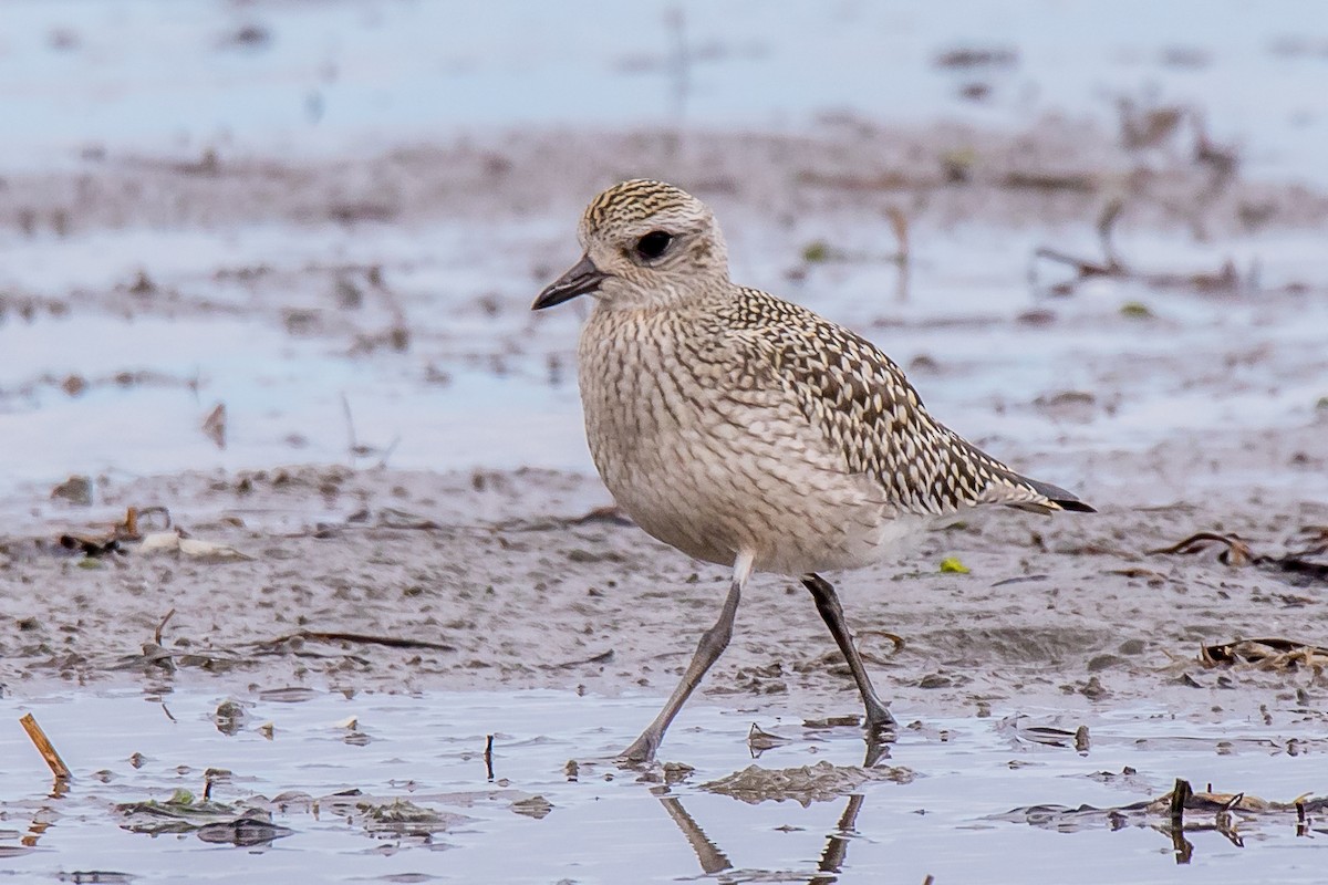 Буурал сүвээ цагаан - ML264222271