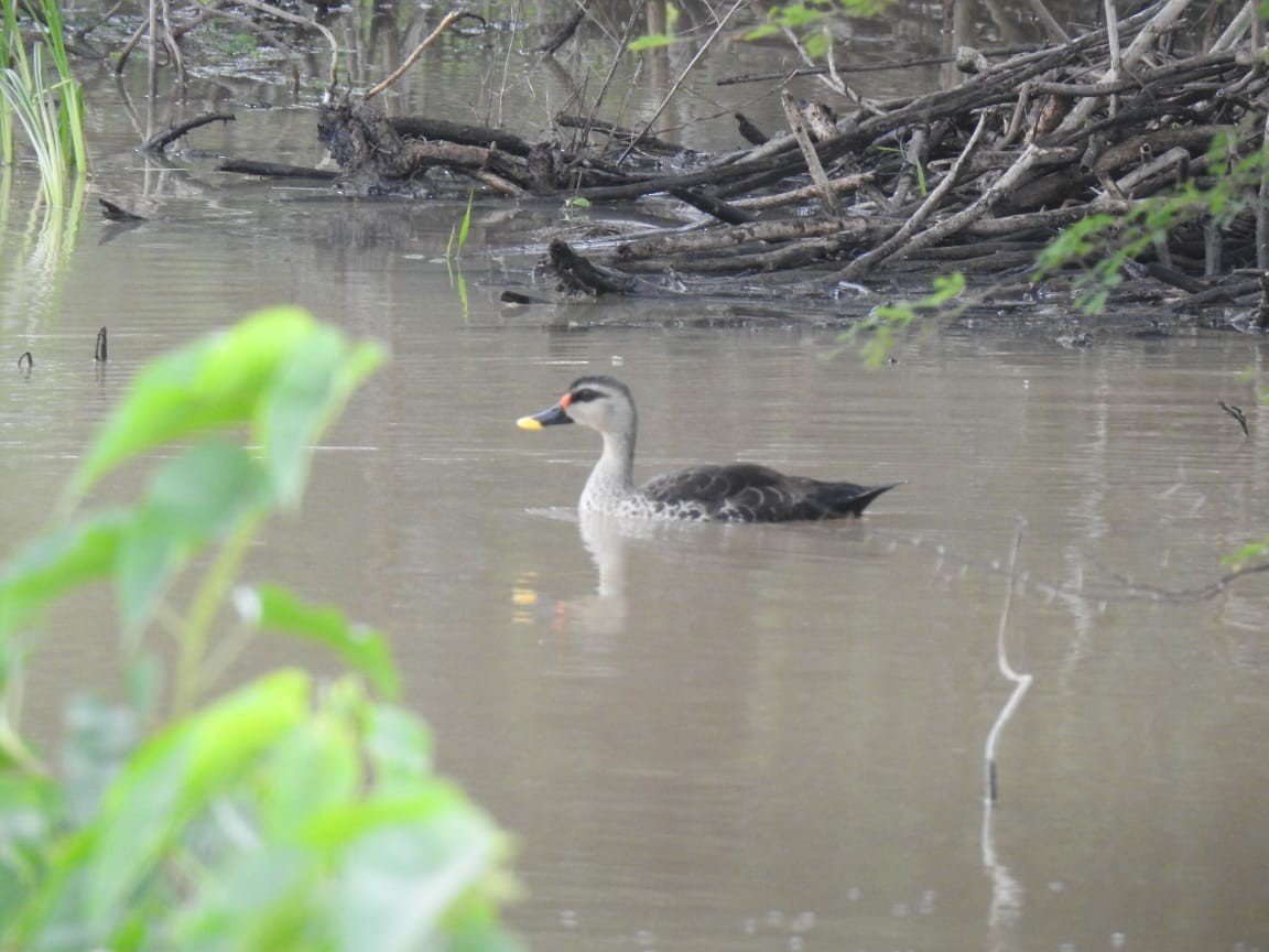 Indian Spot-billed Duck - ML264222441