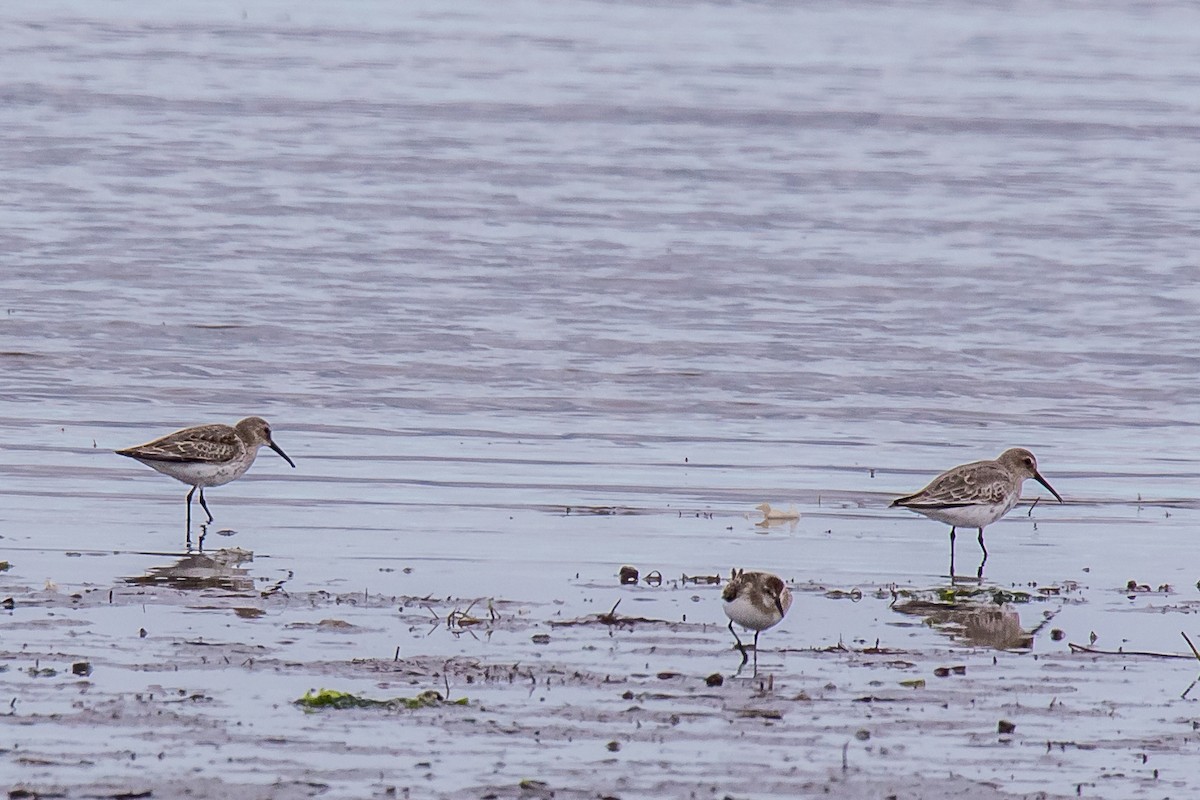 Хар элсэг - ML264222491