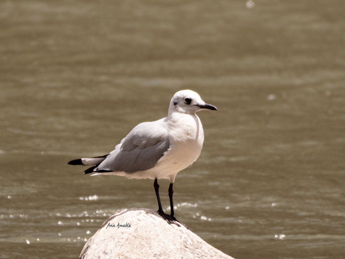 Andean Gull - ML264225341