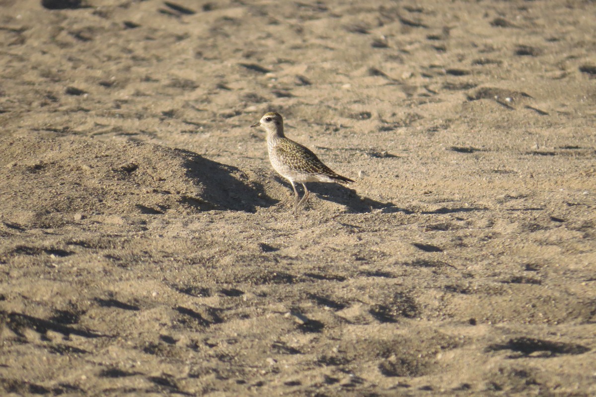 American Golden-Plover - ML264226561