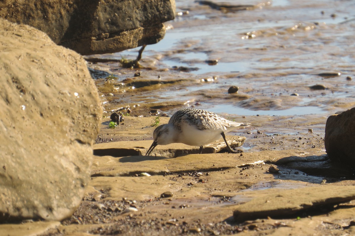 Sanderling - ML264226901