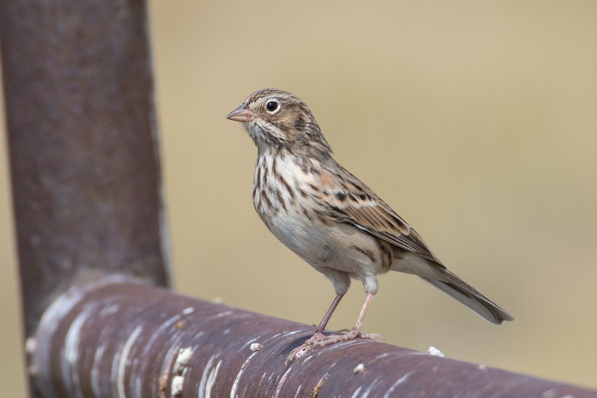 Vesper Sparrow - ML264227181