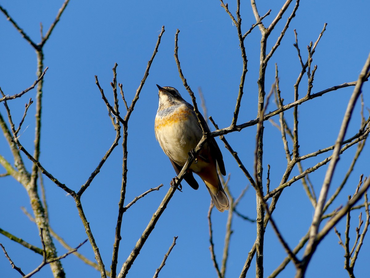 Bluethroat - ML264229991