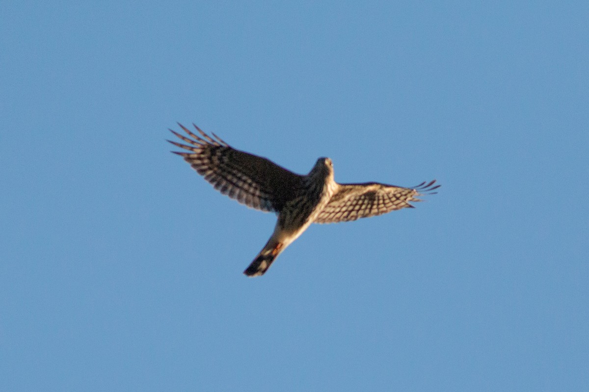 Sharp-shinned Hawk - ML264230461