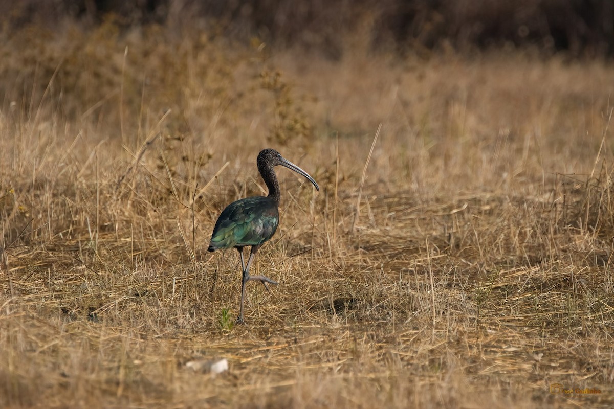 Glossy Ibis - José Godinho