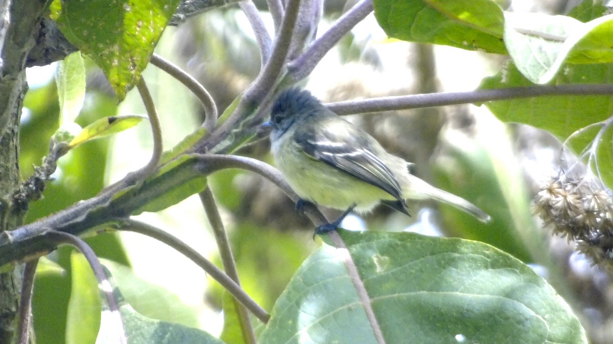 Southern Beardless-Tyrannulet - ML264231831