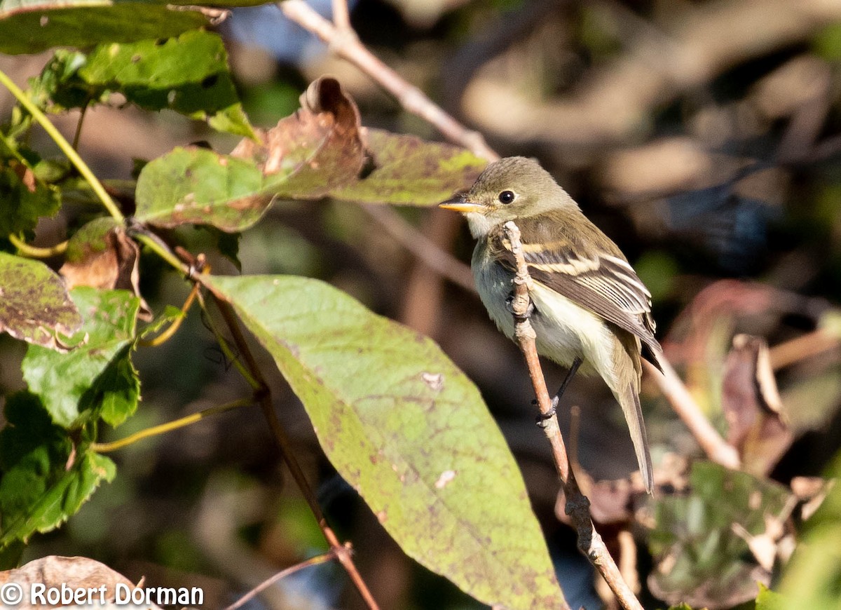 Alder/Willow Flycatcher (Traill's Flycatcher) - ML264231901