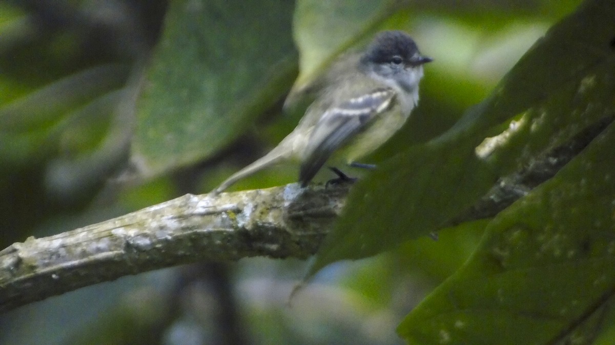 Southern Beardless-Tyrannulet - ML264232021