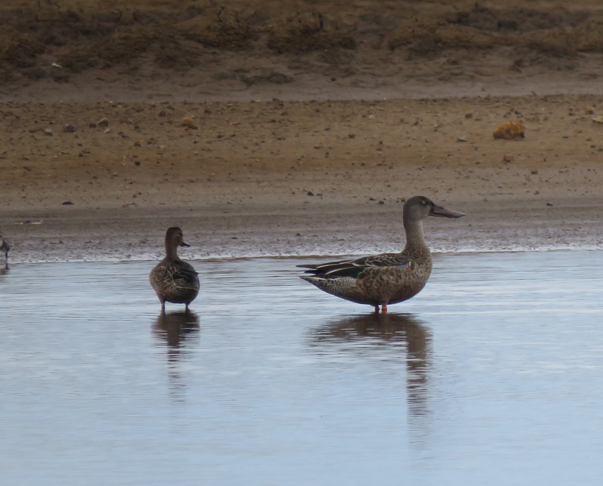 Northern Shoveler - ML264233731