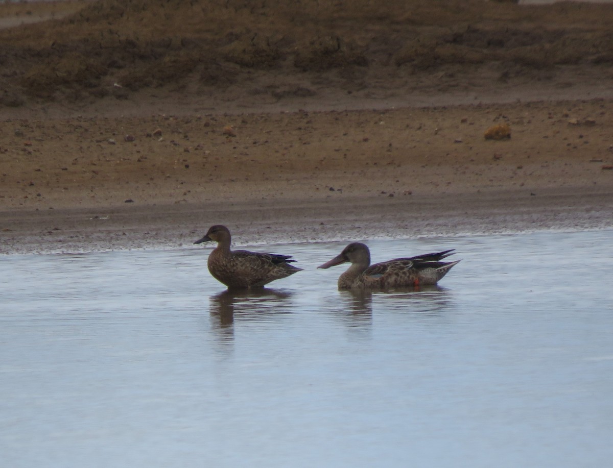 Northern Shoveler - ML264233801