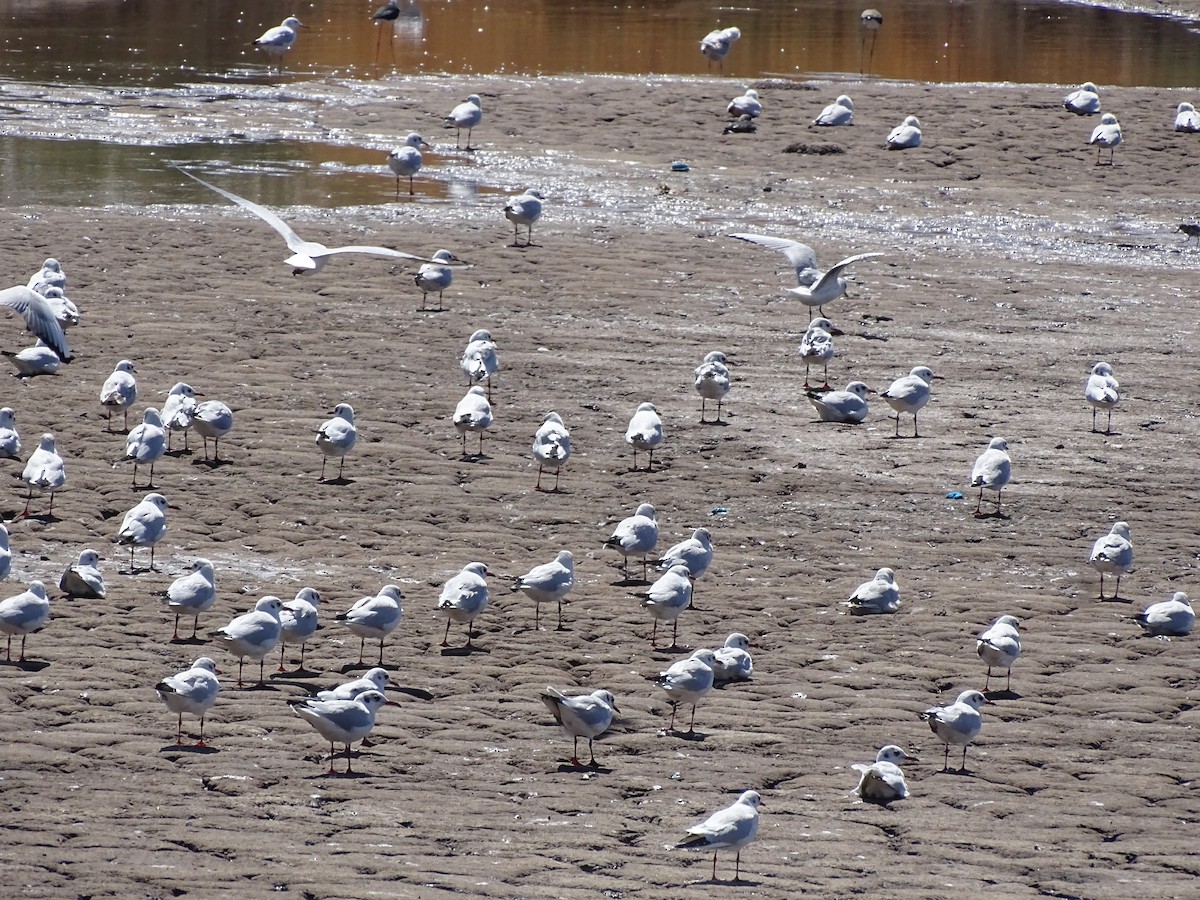 Black-headed Gull - ML264234561