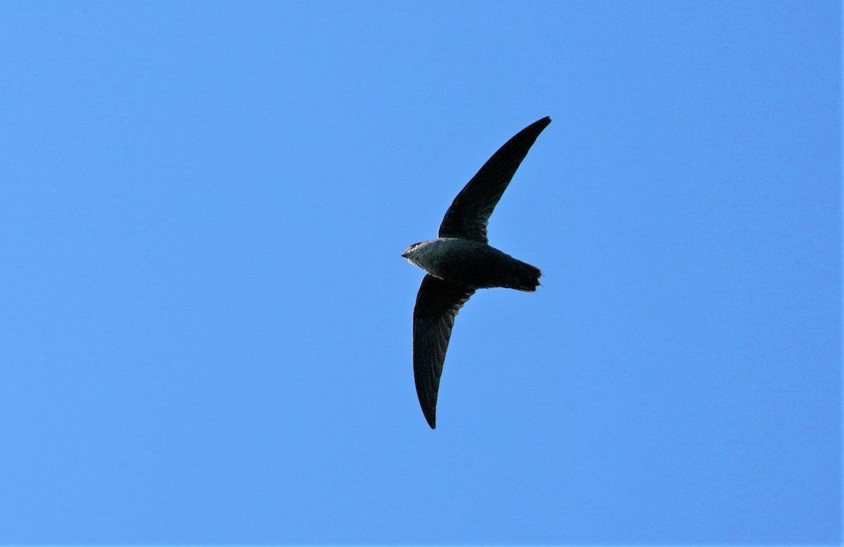 Chimney Swift - Sunil Thirkannad