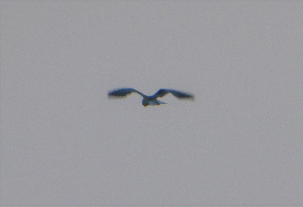 Black-winged Kite - ML264235251