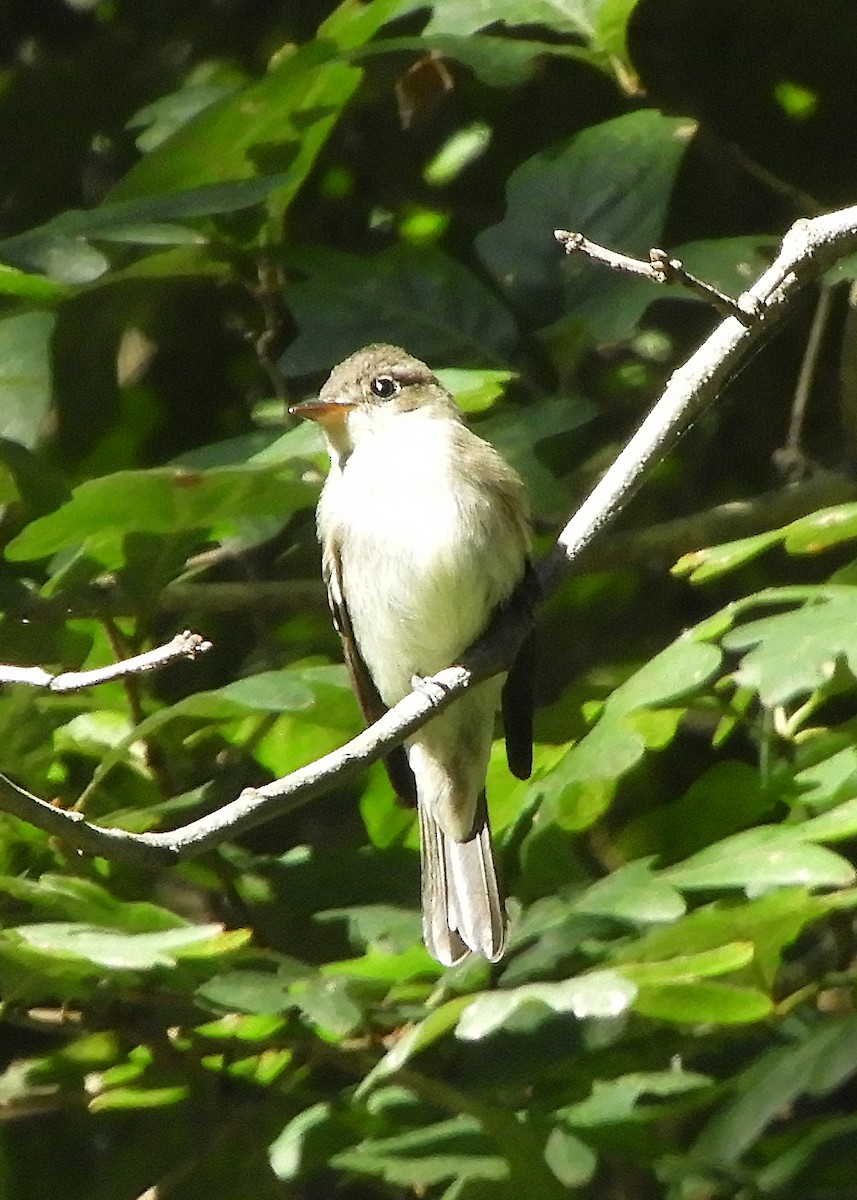 Eastern Wood-Pewee - ML264235261