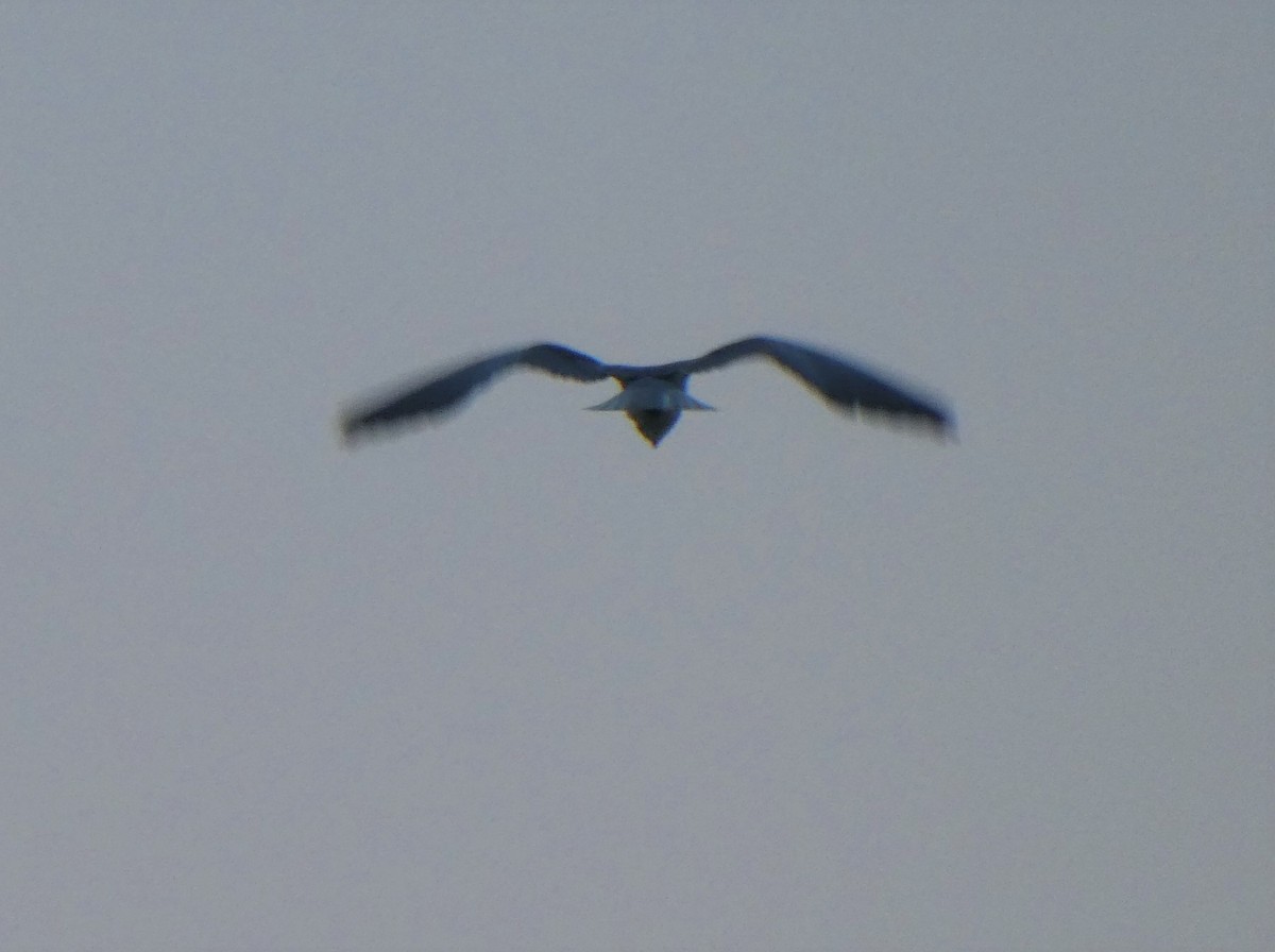 Black-winged Kite - ML264235331