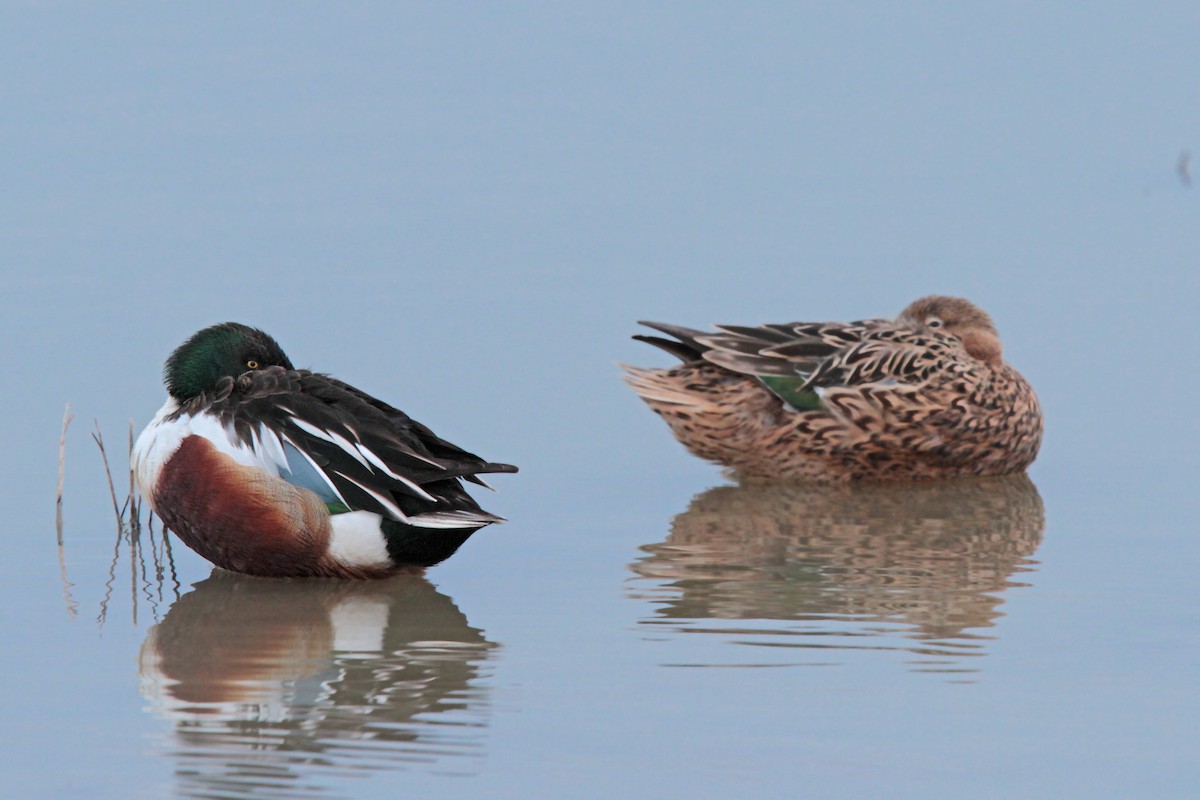 Northern Shoveler - ML26423651