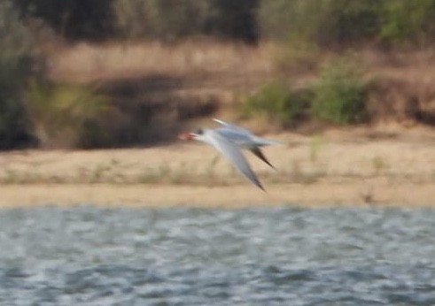 Caspian Tern - ML264236561