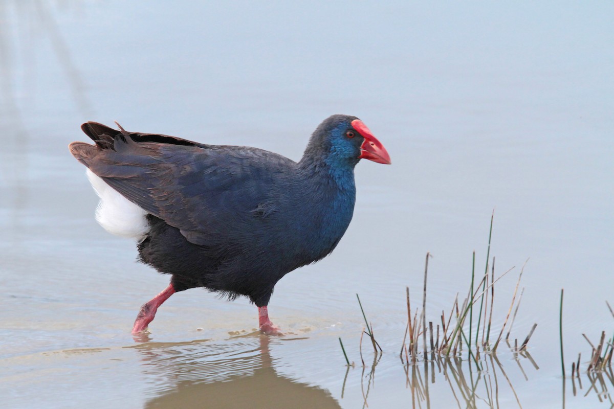 Western Swamphen - Volker Hesse