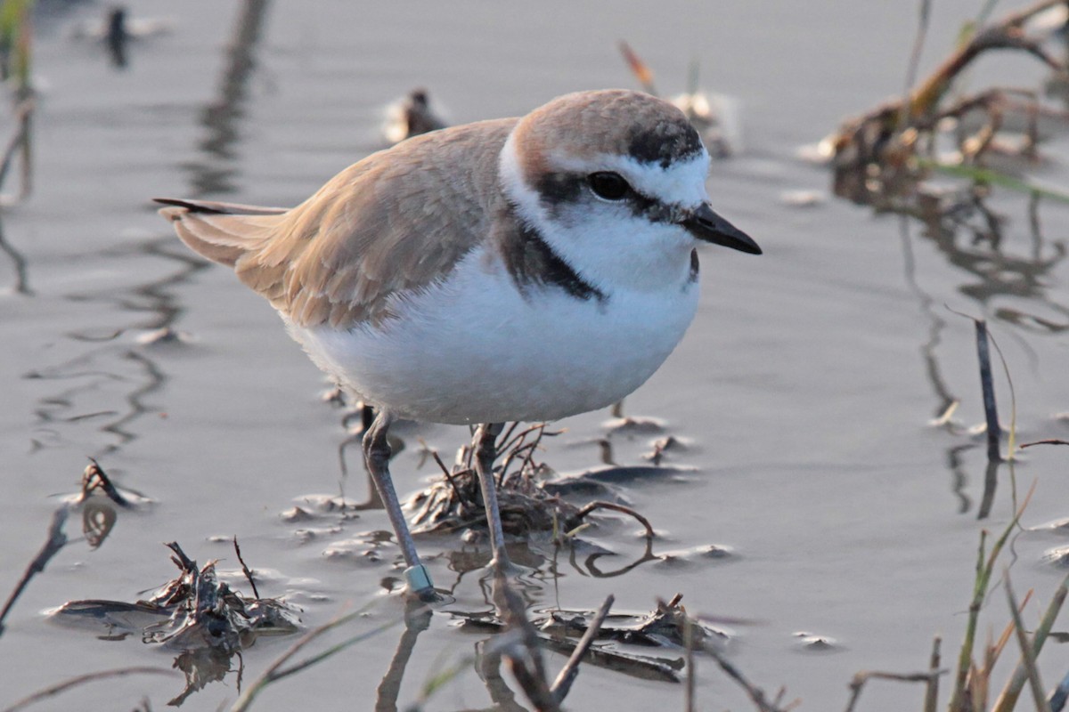 Kentish Plover - ML26423721