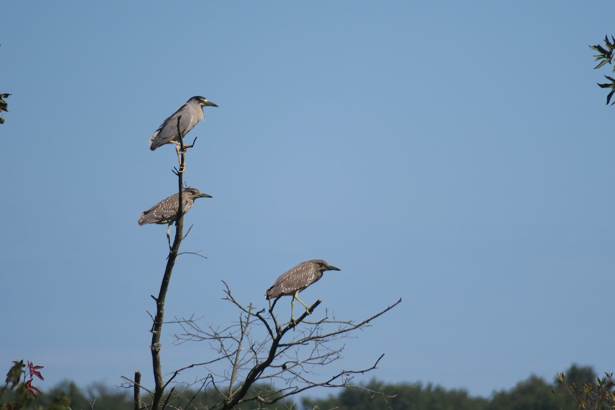 Black-crowned Night Heron - ML264237421