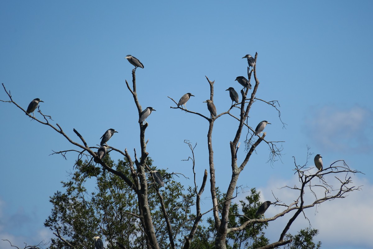 Black-crowned Night Heron - ML264237431