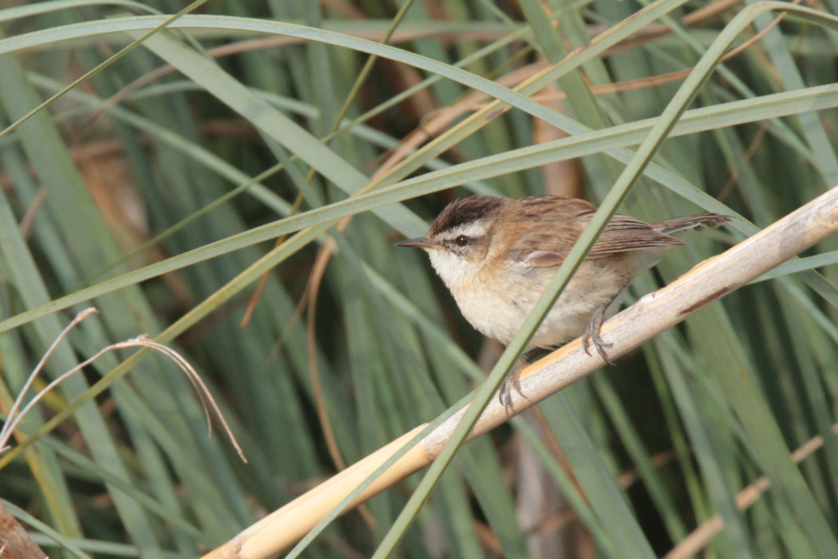 Moustached Warbler - ML26423751