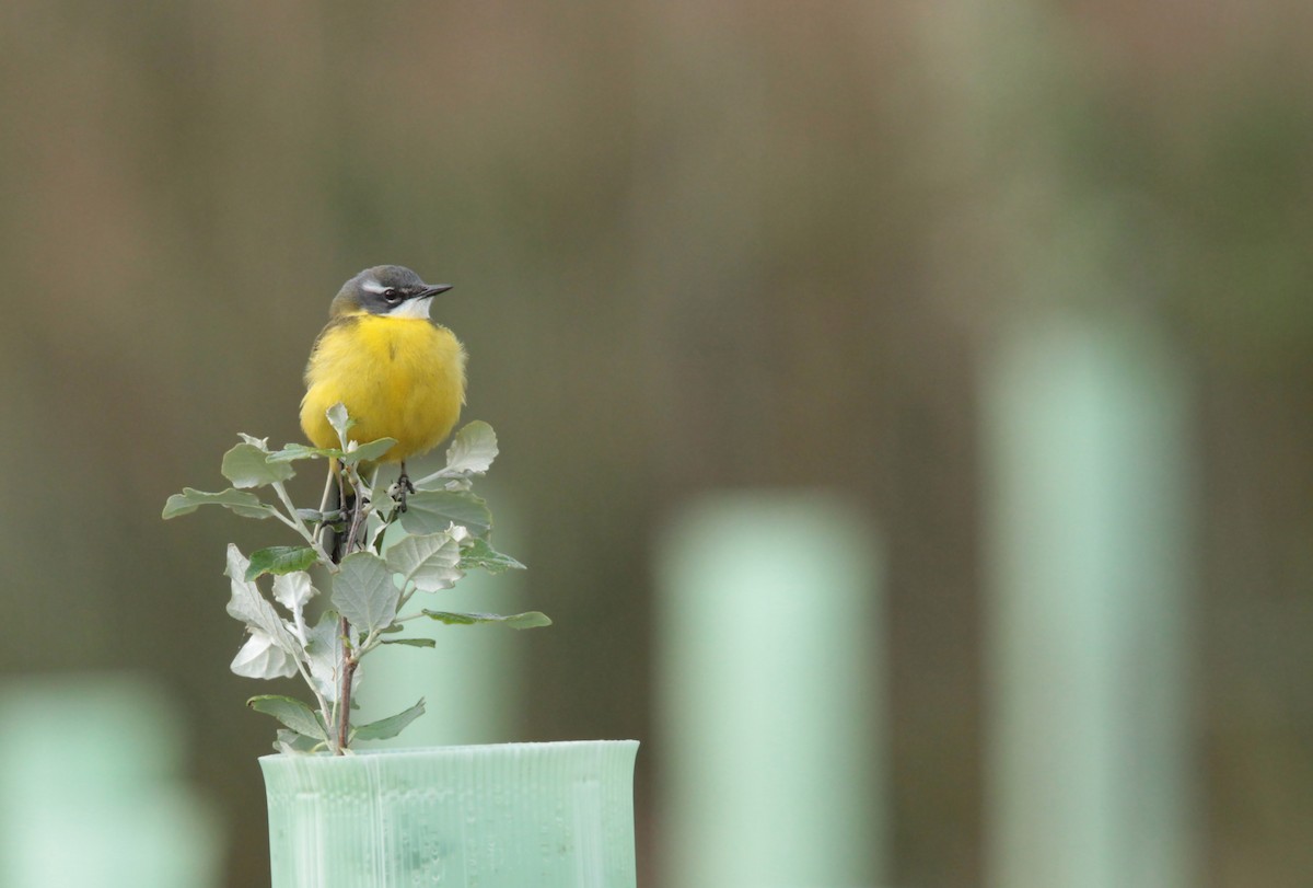 Western Yellow Wagtail - ML26423771