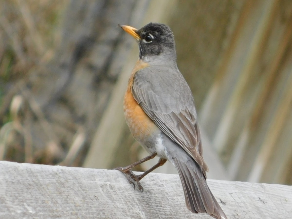 American Robin - ML264238281