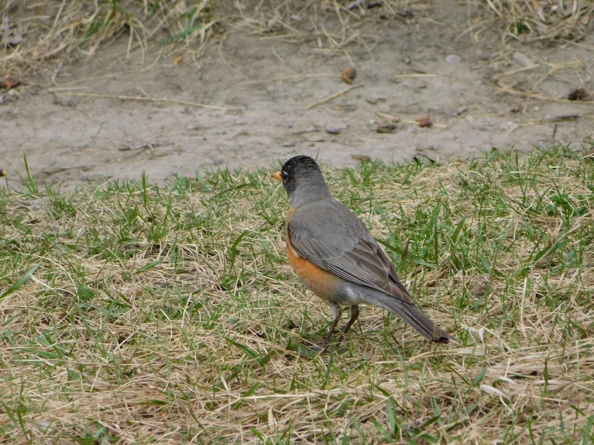 American Robin - ML264238291