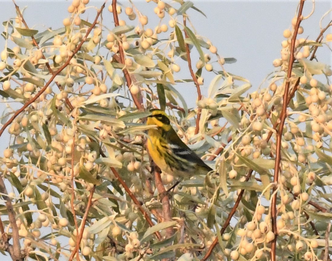 Townsend's Warbler - ML264240781