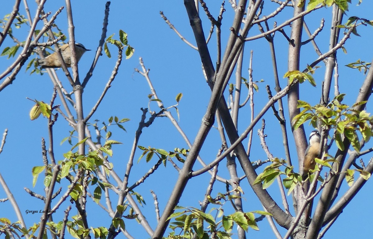 Red-breasted Nuthatch - ML264240951