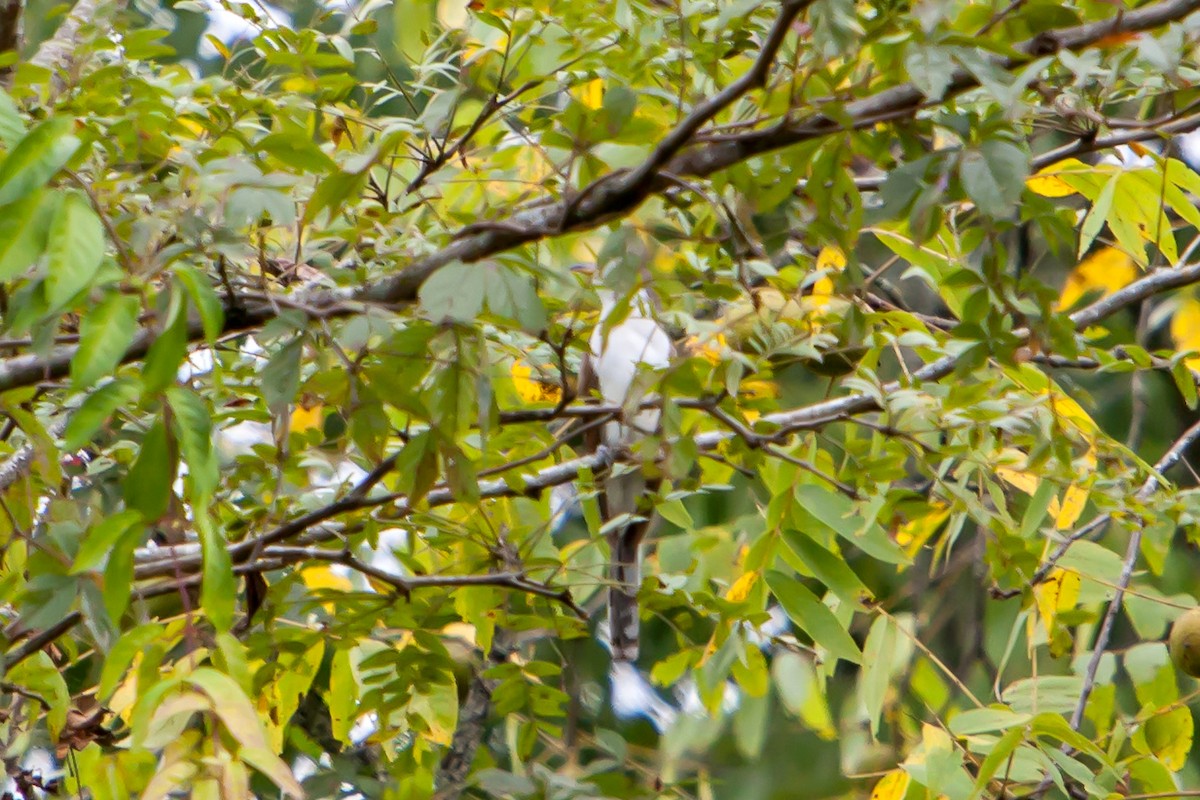 Yellow-billed Cuckoo - ML264240971