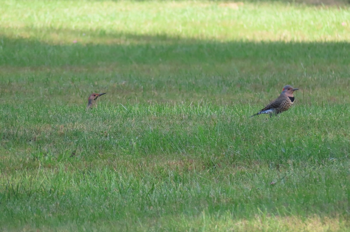 Northern Flicker - ML264242281