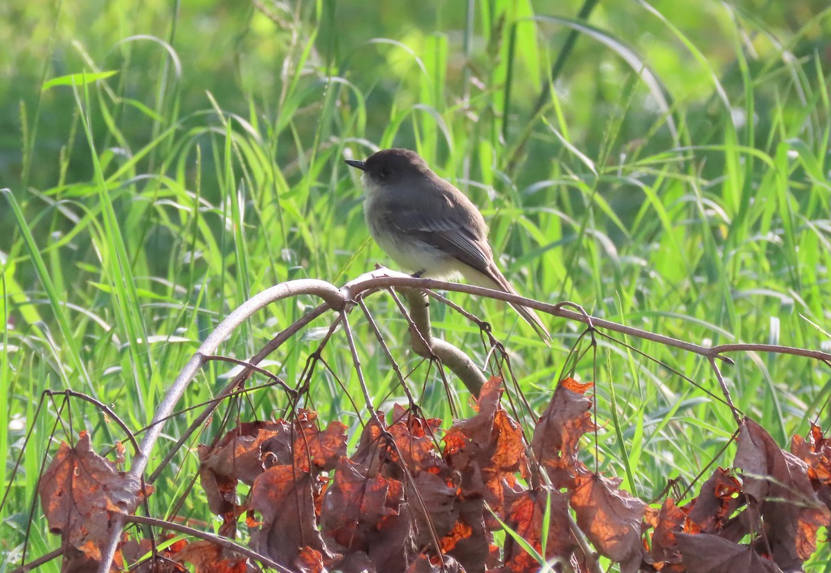 Eastern Phoebe - ML264242321