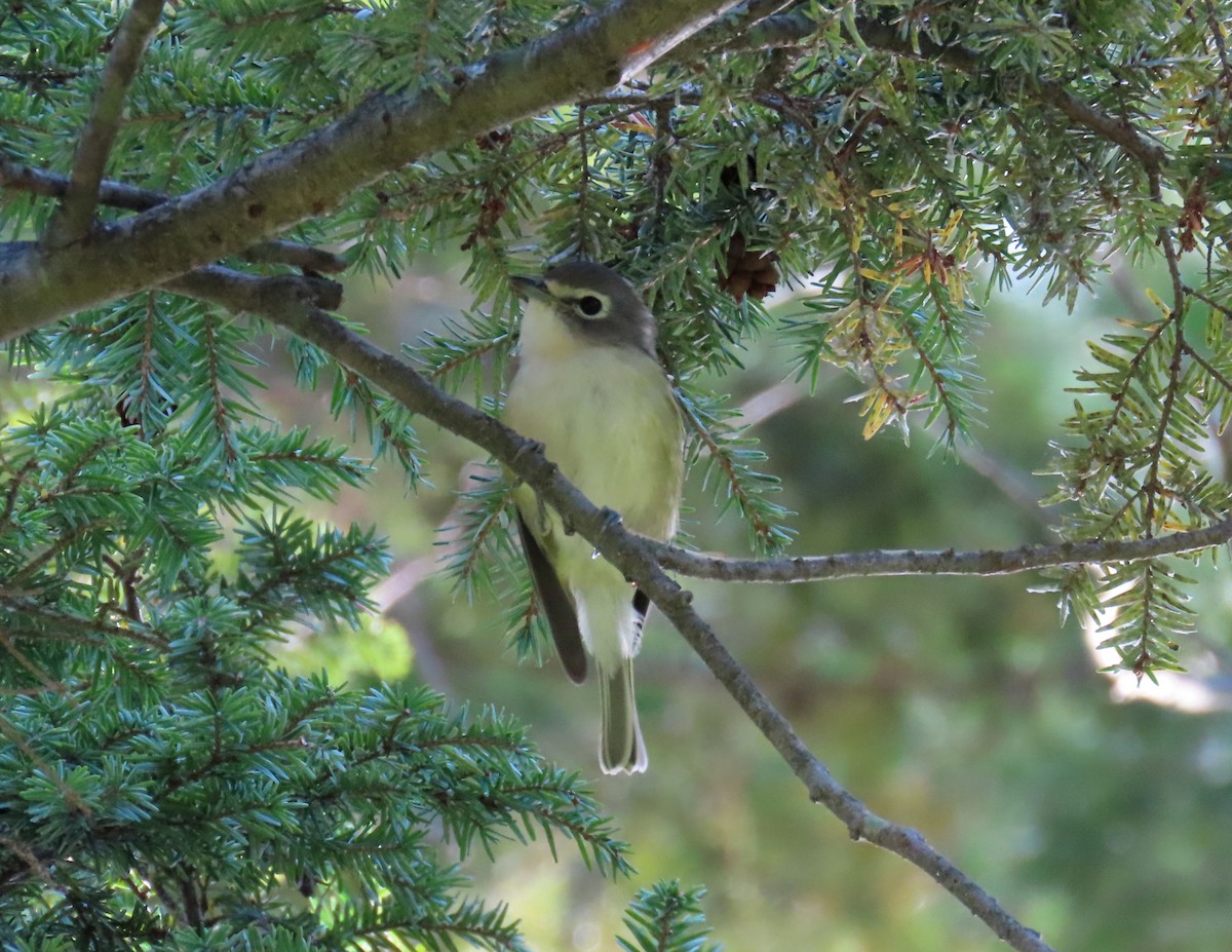 Mavi Başlı Vireo - ML264242371