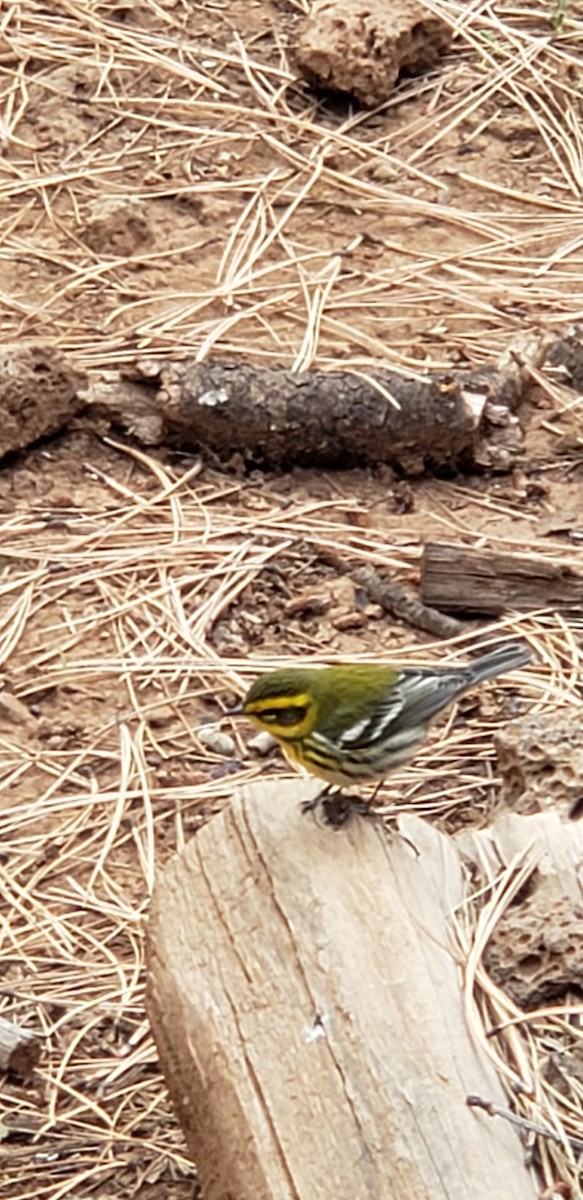 Townsend's Warbler - ML264242561