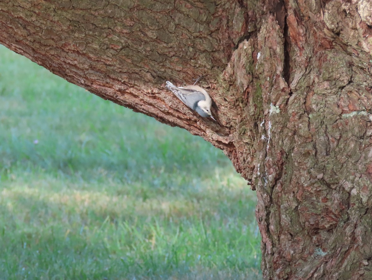 White-breasted Nuthatch - ML264242721