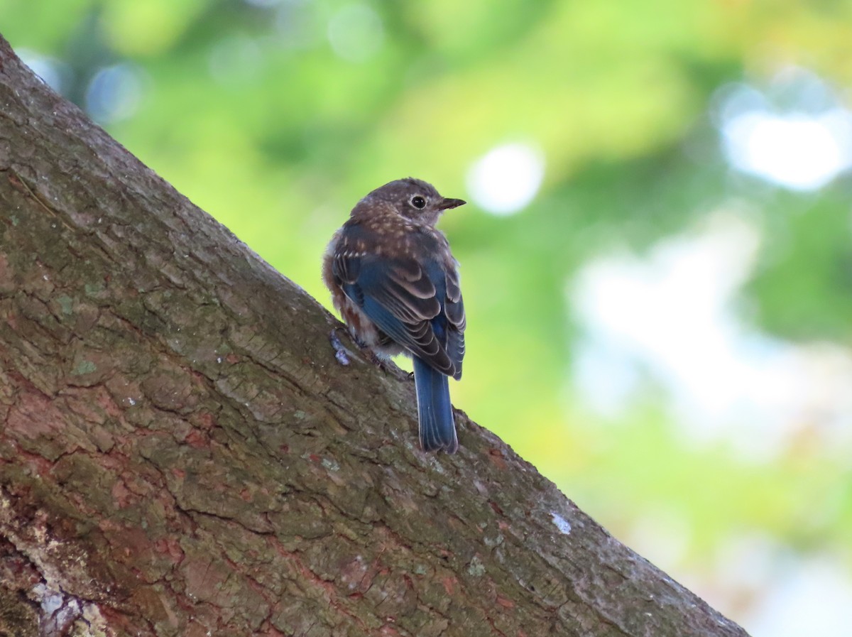 Eastern Bluebird - ML264242961