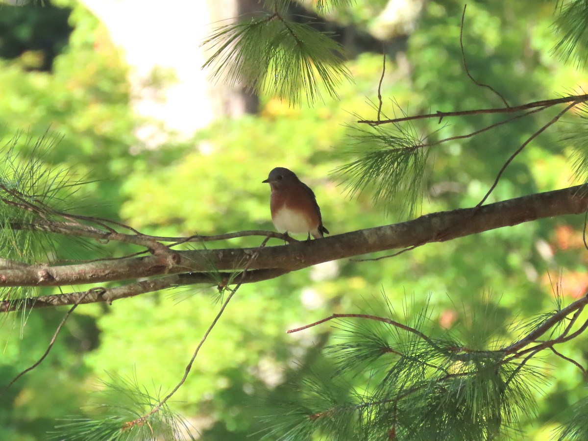 Eastern Bluebird - ML264242971