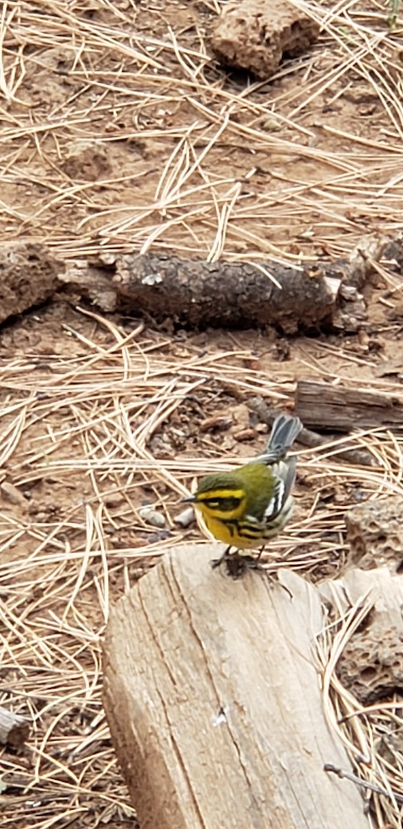 Townsend's Warbler - ML264243011