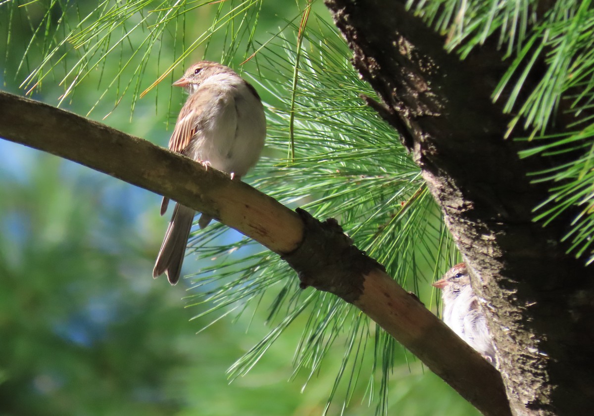 Chipping Sparrow - ML264243111